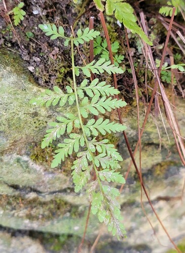Cystopteris fragilis observed 2026-10-22