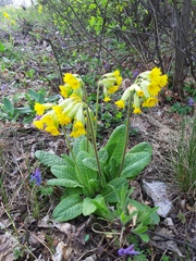 Primula veris