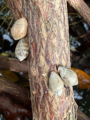 Melampus coffea observed 2026-10-24