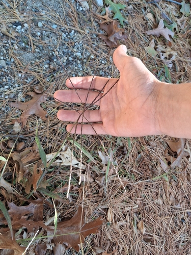 Paspalum filiforme, 2026-10-24