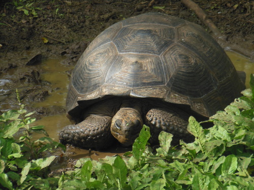 Eastern Santa Cruz Giant Tortoise (Chelonoidis donfaustoi)#N# · iNaturalist