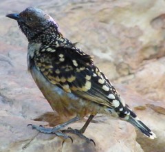 Chlamydera guttata