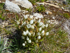 Gentianella muelleriana