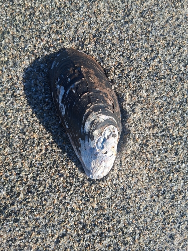 Modiolus modiolus observed 2026-10-24