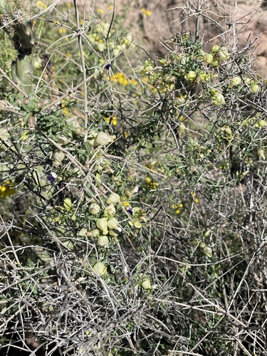 Scutellaria mexicana observed 2026-10-24