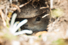 Spermophilus pygmaeus