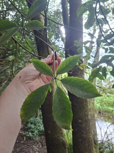 Neopanax arboreus observed 2026-10-25