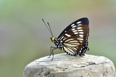 Euripus nyctelius