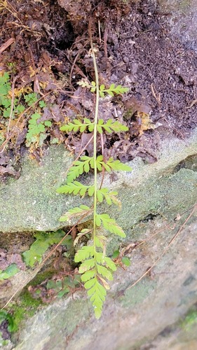 Cystopteris fragilis observed 2026-10-22