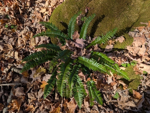 Polystichum lonchitis observed 2026-10-24
