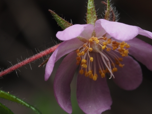 Bauera rubioides observed 2026-10-24