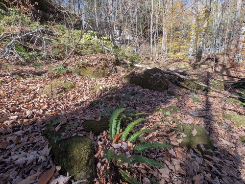 Polystichum lonchitis observed 2026-10-24