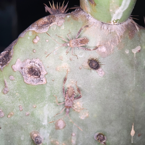 Leaf-footed Cactus Bug