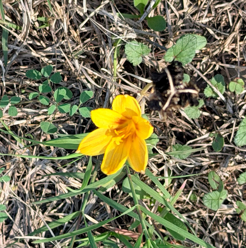 Zephyranthes rosea observed 2026-10-24