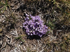 Gentianella bulgarica
