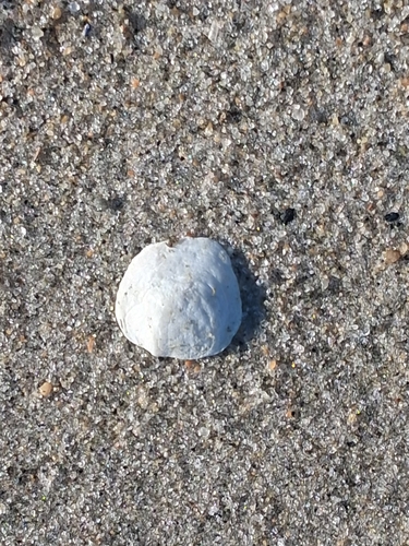 Anomia simplex, 2026-10-24
