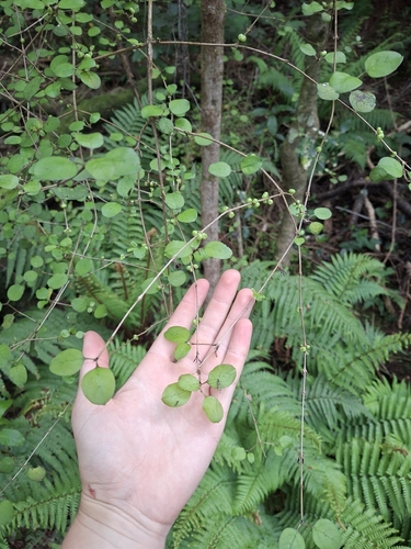 Coprosma rotundifolia observed 2026-10-25