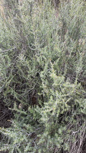 little buckthorn