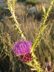 Onopordum cynarocephalum