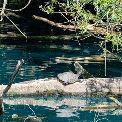 Trachemys scripta