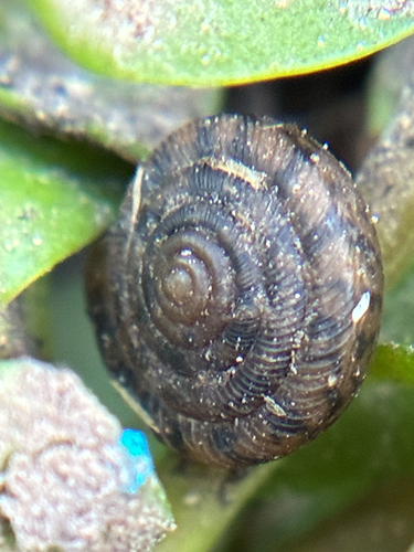 Polygyra observed 2026-10-23