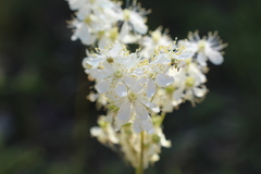 Filipendula
