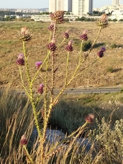 Onopordum cynarocephalum