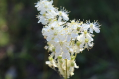 Filipendula