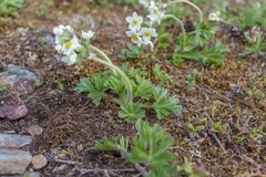 Anemonastrum biarmiense