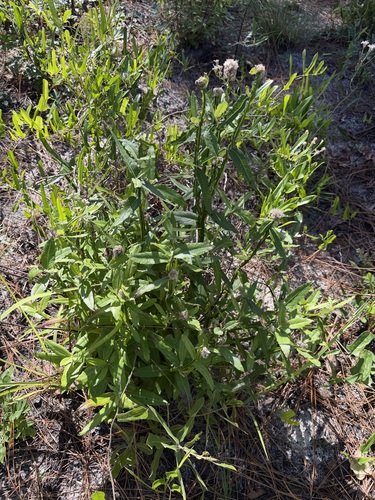 Pterocaulon pycnostachyum, 2026-10-20