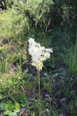 Filipendula