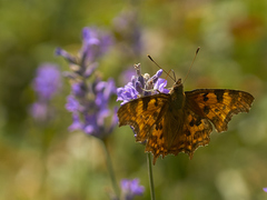 Polygonia c-album