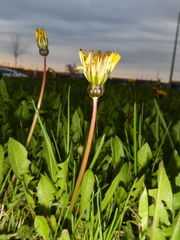 Taraxacum palustre