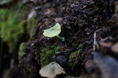 Entoloma rodwayi