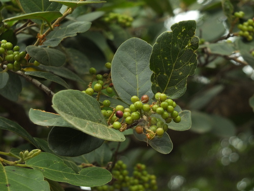 Antidesma ghaesembilla (Antidesma ghaesembilla)