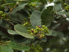 Antidesma ghaesembilla