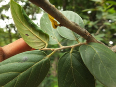 Antidesma ghaesembilla
