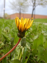 Taraxacum palustre