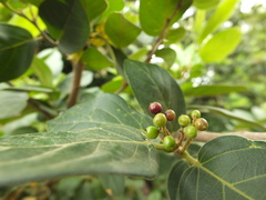 Antidesma ghaesembilla