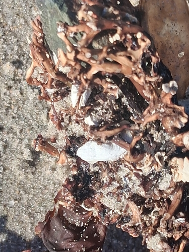Hiatella arctica observed 2026-10-24