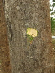 Antidesma ghaesembilla