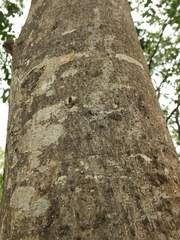 Antidesma ghaesembilla