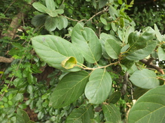 Antidesma ghaesembilla