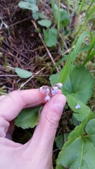 Veronica regina-nivalis