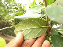 Antidesma ghaesembilla