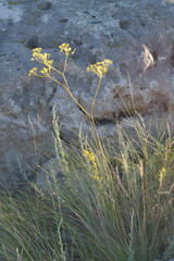 Ferula tatarica