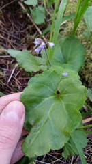 Veronica regina-nivalis