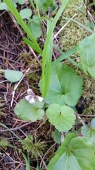 Veronica regina-nivalis