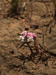 Euphorbia deccanensis