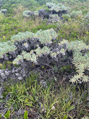 Tournefortia gnaphalodes, 2026-10-24